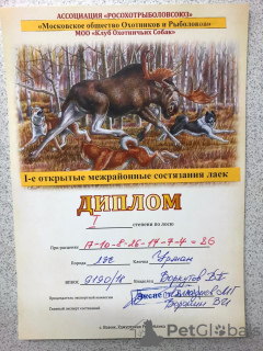 Dodatkowe zdjęcia: Szczenięta czystej krwi Łajki Zachodniej Syberii, z rodowodem championów.