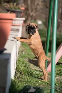 Zdjęcie №3. Niemiecki bokser. Serbia