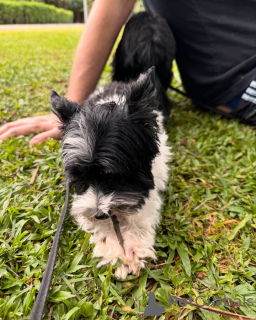 Zdjęcie №2 do zapowiedźy № 132658 na sprzedaż  yorkshire terrier - wkupić się Hiszpania hodowca