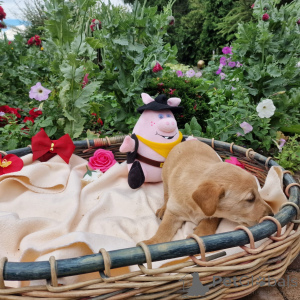 Zdjęcie №4. Sprzedam labradoodle w Poznań. prywatne ogłoszenie - cena - negocjowane