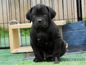 Zdjęcie №2 do zapowiedźy № 167785 na sprzedaż  cane corso - wkupić się Finlandia prywatne ogłoszenie