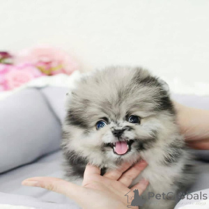 Zdjęcie №1.  - na sprzedaż w Sewilla | negocjowane | Zapowiedź №161534