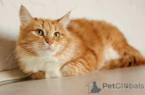 Zdjęcie №4. Sprzedam  w Chimki. prywatne ogłoszenie - cena - Bezpłatny