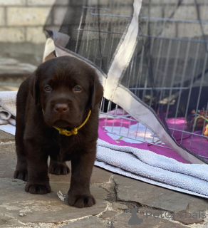 Zdjęcie №2 do zapowiedźy № 135600 na sprzedaż  labrador retriever - wkupić się Niemcy prywatne ogłoszenie, hodowca