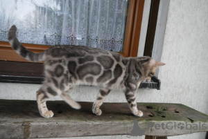 Zdjęcie №3. Piękne kocięta bengalskie gotowe na ich wieczne domy. Szwajcaria