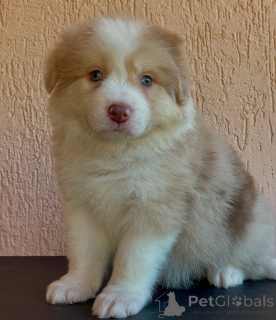 Zdjęcie №2 do zapowiedźy № 166822 na sprzedaż  border collie - wkupić się Niemcy hodowca