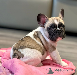 Zdjęcie №3. Adopcja szczeniaka buldoga francuskiego. Hiszpania