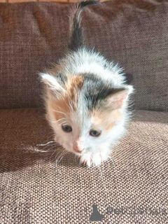 Zdjęcie №2 do zapowiedźy № 157032 na sprzedaż   - wkupić się Federacja Rosyjska prywatne ogłoszenie