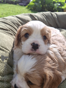 Zdjęcie №4. Sprzedam cocker spaniel amerykański, cocker spaniel angielski, springer spaniel angielski, springer spaniel walijski, irlandzki spaniel dowodny, hiszpański pies dowodny, cavalier king charles spaniel, cavalier king charles spaniel, clumber spaniel, russian spaniel, spaniel tybetański w Ryga. prywatne ogłoszenie, od żłobka, hodowca - cena - 5262zł
