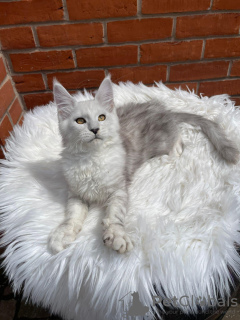 Zdjęcie №2 do zapowiedźy № 132683 na sprzedaż  maine coon - wkupić się Szwecja prywatne ogłoszenie