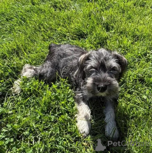 Zdjęcie №3. Zwergschnauzer-Welpen schreiben Sie mir przez WhatsApp na 44 7453 907158. Niemcy