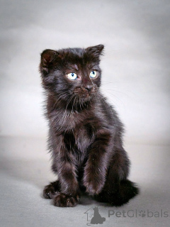 Zdjęcie №1.  - na sprzedaż w Moskova | Bezpłatny | Zapowiedź № 155344