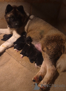 Zdjęcie №3. SZCZENIAK AKITY AMERYKAŃSKIEGO. Albania