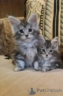 Zdjęcie №2 do zapowiedźy № 168353 na sprzedaż  maine coon - wkupić się Polska prywatne ogłoszenie