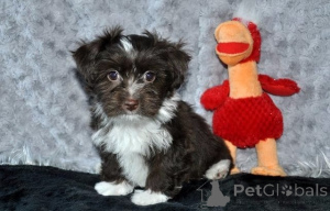 Zdjęcie №1. bolonka - na sprzedaż w Dusseldorf | negocjowane | Zapowiedź №161189