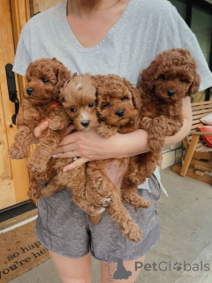 Zdjęcie №1. pudel (zabawka) - na sprzedaż w Toronto | negocjowane | Zapowiedź №160553