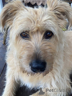 Zdjęcie №4. Sprzedam pies nierasowy w Chimki. prywatne ogłoszenie - cena - Bezpłatny