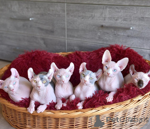 Zdjęcie №2 do zapowiedźy № 133358 na sprzedaż  elf - wkupić się Hiszpania prywatne ogłoszenie, hodowca