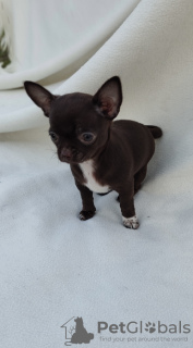 Zdjęcie №3. Dziewczyna Chihuahua. Polska