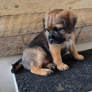 Zdjęcie №4. Sprzedam border terrier w Wilno. prywatne ogłoszenie, hodowca - cena - 4066zł