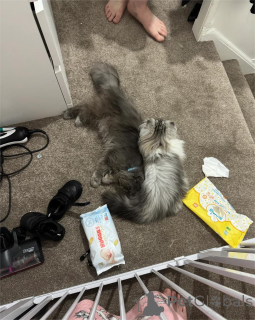 Zdjęcie №2 do zapowiedźy № 154213 na sprzedaż  munchkin - wkupić się Niemcy 