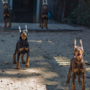 Zdjęcie №1. doberman - na sprzedaż w Lipsk | 4305zł | Zapowiedź №146463