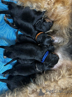 Zdjęcie №4. Sprzedam airedale terrier w Limassol. hodowca - cena - 7175zł