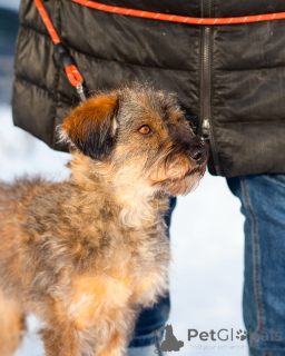 Zdjęcie №4. Sprzedam pies nierasowy w Petersburg. prywatne ogłoszenie - cena - Bezpłatny
