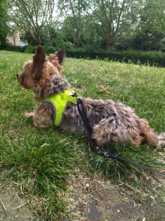 Zdjęcie №2 do zapowiedźy № 71599 na sprzedaż   - wkupić się Wielka Brytania prywatne ogłoszenie