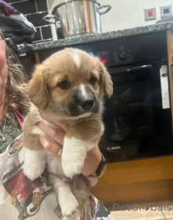 Zdjęcie №4. Sprzedam welsh corgi w Berlin. hodowca - cena - negocjowane