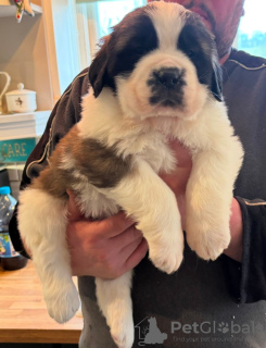 Zdjęcie №4. Sprzedam whippet w Edinburgh. prywatne ogłoszenie - cena - Bezpłatny