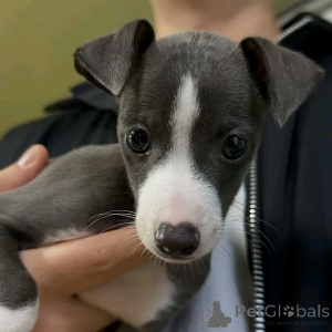 Zdjęcie №2 do zapowiedźy № 139072 na sprzedaż  greyhound - wkupić się Niemcy hodowca