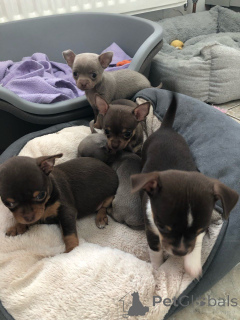 Zdjęcie №3. Szczenięta Chihuahua. Belgia