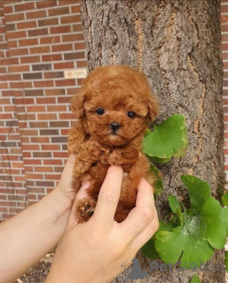 Zdjęcie №2 do zapowiedźy № 167984 na sprzedaż  cocker spaniel amerykański - wkupić się Wielka Brytania prywatne ogłoszenie