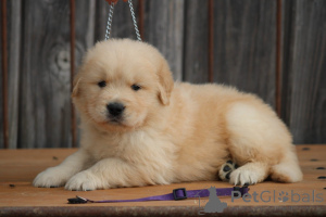 Zdjęcie №2 do zapowiedźy № 173994 na sprzedaż  golden retriever - wkupić się Niemcy 