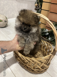 Zdjęcie №3. Spitz Puppy. Federacja Rosyjska