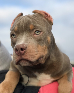 Zdjęcie №3. American Bully Puppies. Federacja Rosyjska