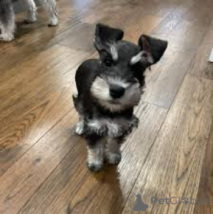 Zdjęcie №2 do zapowiedźy № 165707 na sprzedaż  sznaucer miniaturowy - wkupić się Wielka Brytania prywatne ogłoszenie, hodowca