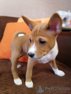 Zdjęcie №1. basenji - na sprzedaż w Browary | 4186zł | Zapowiedź №93597