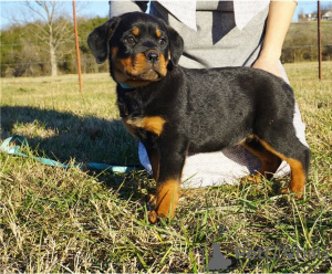 Zdjęcie №2 do zapowiedźy № 67882 na sprzedaż  golden retriever - wkupić się USA prywatne ogłoszenie