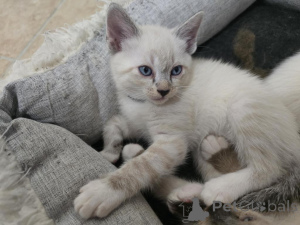 Zdjęcie №1. kot syjamski - na sprzedaż w Kolonia | 1674zł | Zapowiedź № 143176