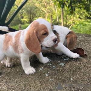 Zdjęcie №3. Sprzedam urocze szczenięta rasy beagle.. Niemcy