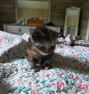 Zdjęcie №2 do zapowiedźy № 176004 na sprzedaż  maine coon - wkupić się Niemcy 