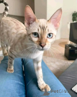 Zdjęcie №2 do zapowiedźy № 147420 na sprzedaż   - wkupić się USA hodowca