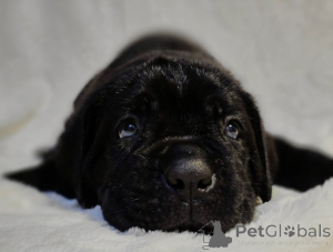 Zdjęcie №2 do zapowiedźy № 161323 na sprzedaż  akita (rasa psa) - wkupić się Austria 