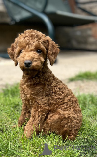 Zdjęcie №3. Szczenięta Pudla Miniaturowego (Toy Poodle). Serbia