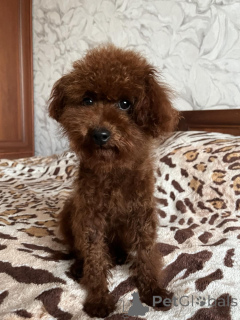 Zdjęcie №1. pies nierasowy - na sprzedaż w Kijów | 4784zł | Zapowiedź №155618