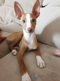 Zdjęcie №2 do zapowiedźy № 157827 na sprzedaż  podengo portugalski - wkupić się Niemcy ze schronu, hodowca