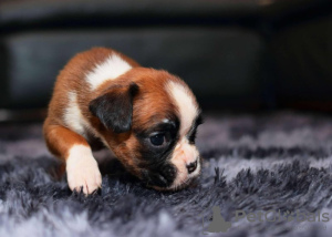 Zdjęcie №4. Sprzedam bokser w Much. prywatne ogłoszenie - cena - 4066zł