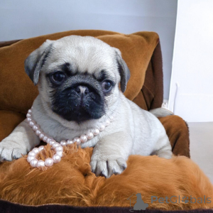 Zdjęcie №3. Magiczna mopsowa dziewczyna!. Ukraina